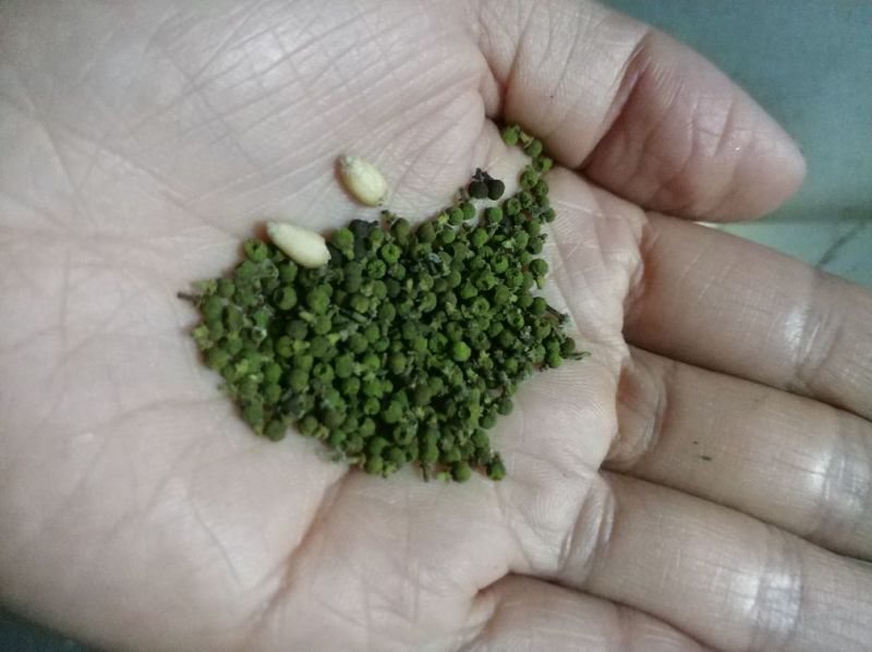 吴茱萸中花