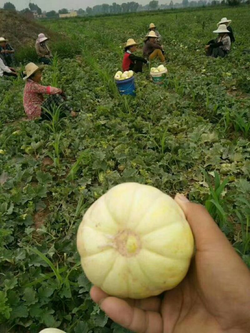 香瓜甜妃，皇帅，大量上市