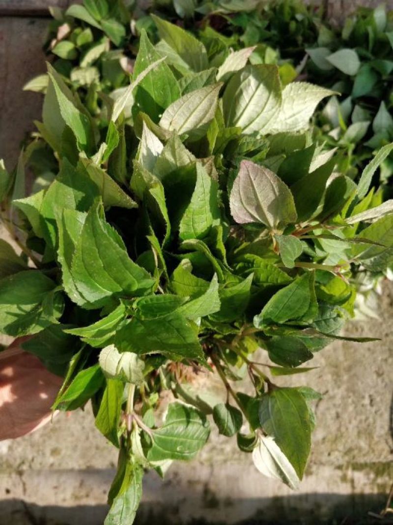 风柜斗草干货