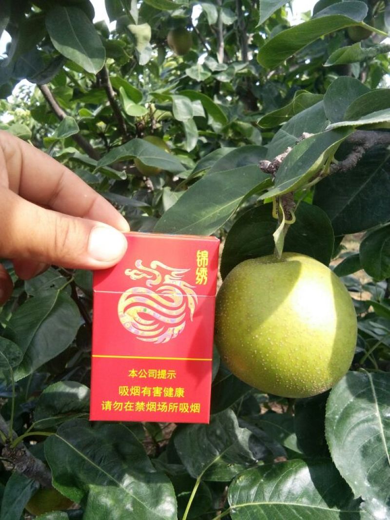 翠冠梨，四两起步。
