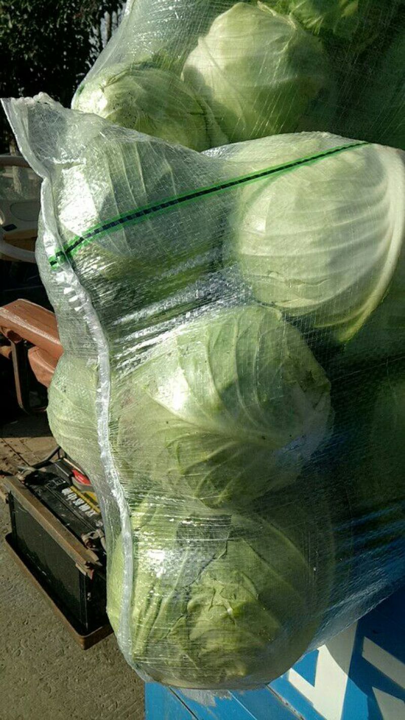 圆包菜圆白菜万亩基地直销