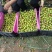 半边红李子25~30mm量大货好