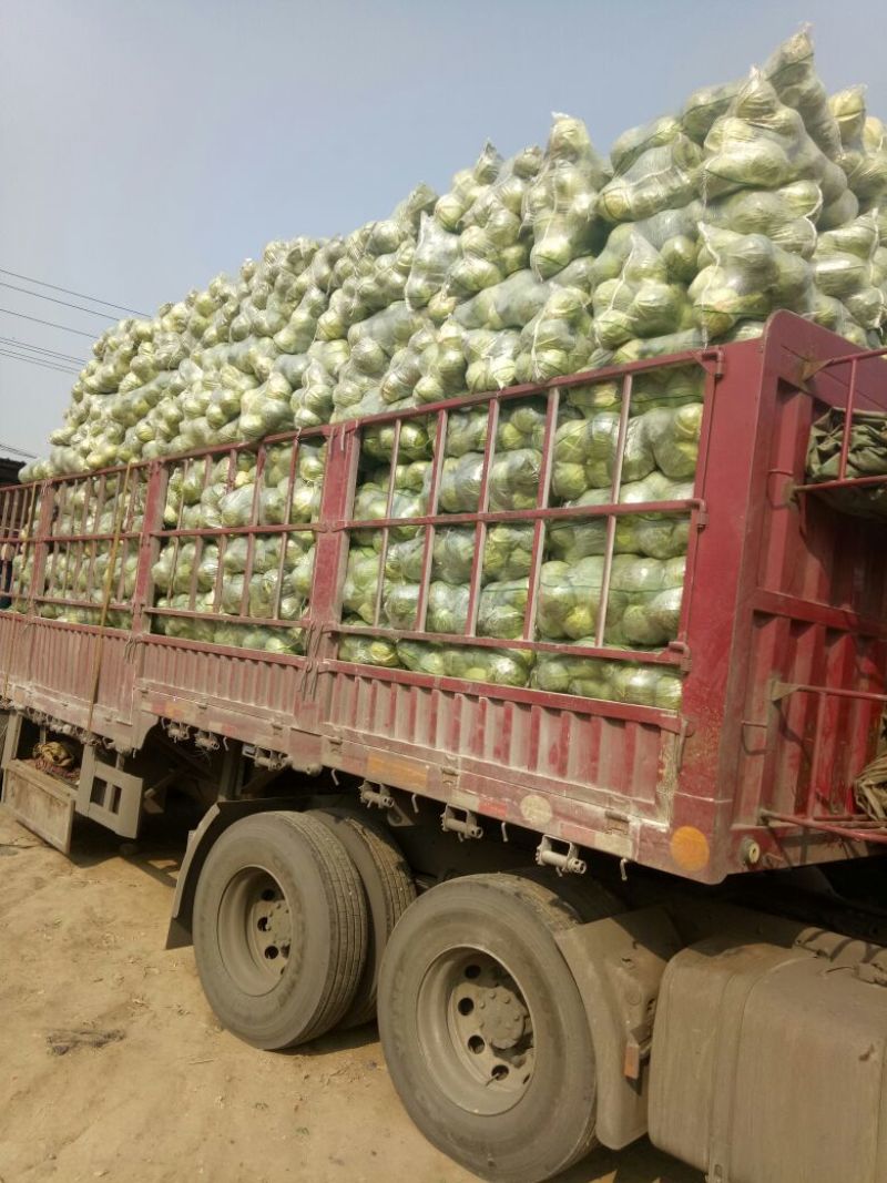 圆包菜圆白菜万亩基地直销