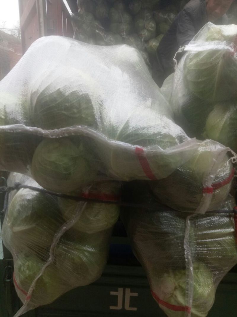 圆包菜圆白菜万亩基地直销