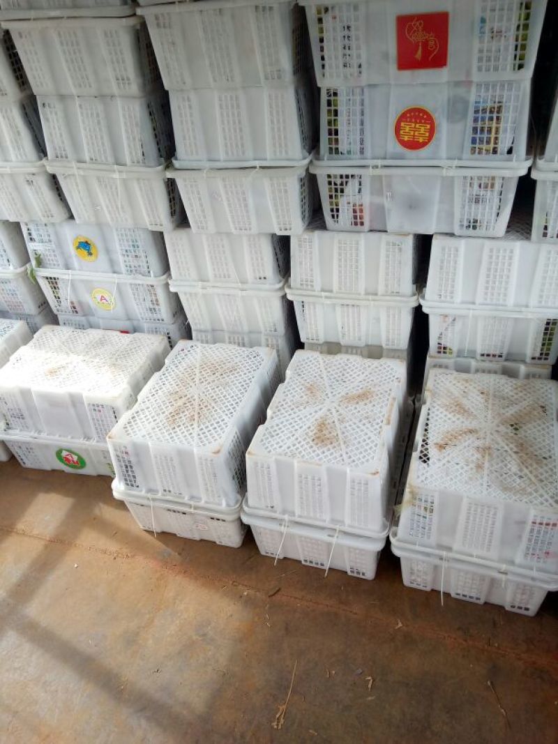 半边红李子25~30mm量大货好