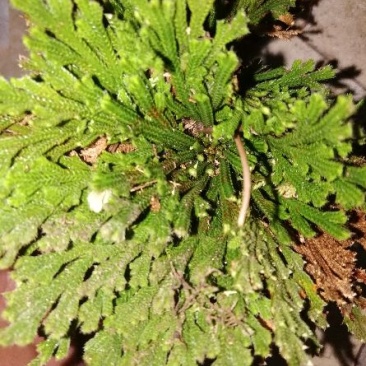 大批量供应，卷柏，九死还魂草，各种尺寸规