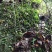 抱石莲鲜货25一斤