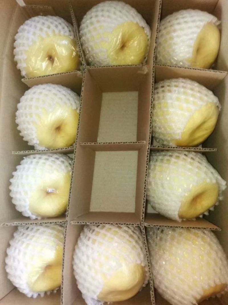 优质冷库梨