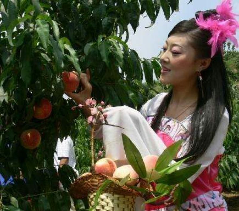 正宗连平鹰嘴蜜桃（基地直销）