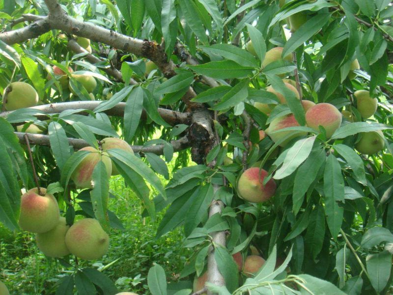 正宗连平鹰嘴蜜桃（基地直销）
