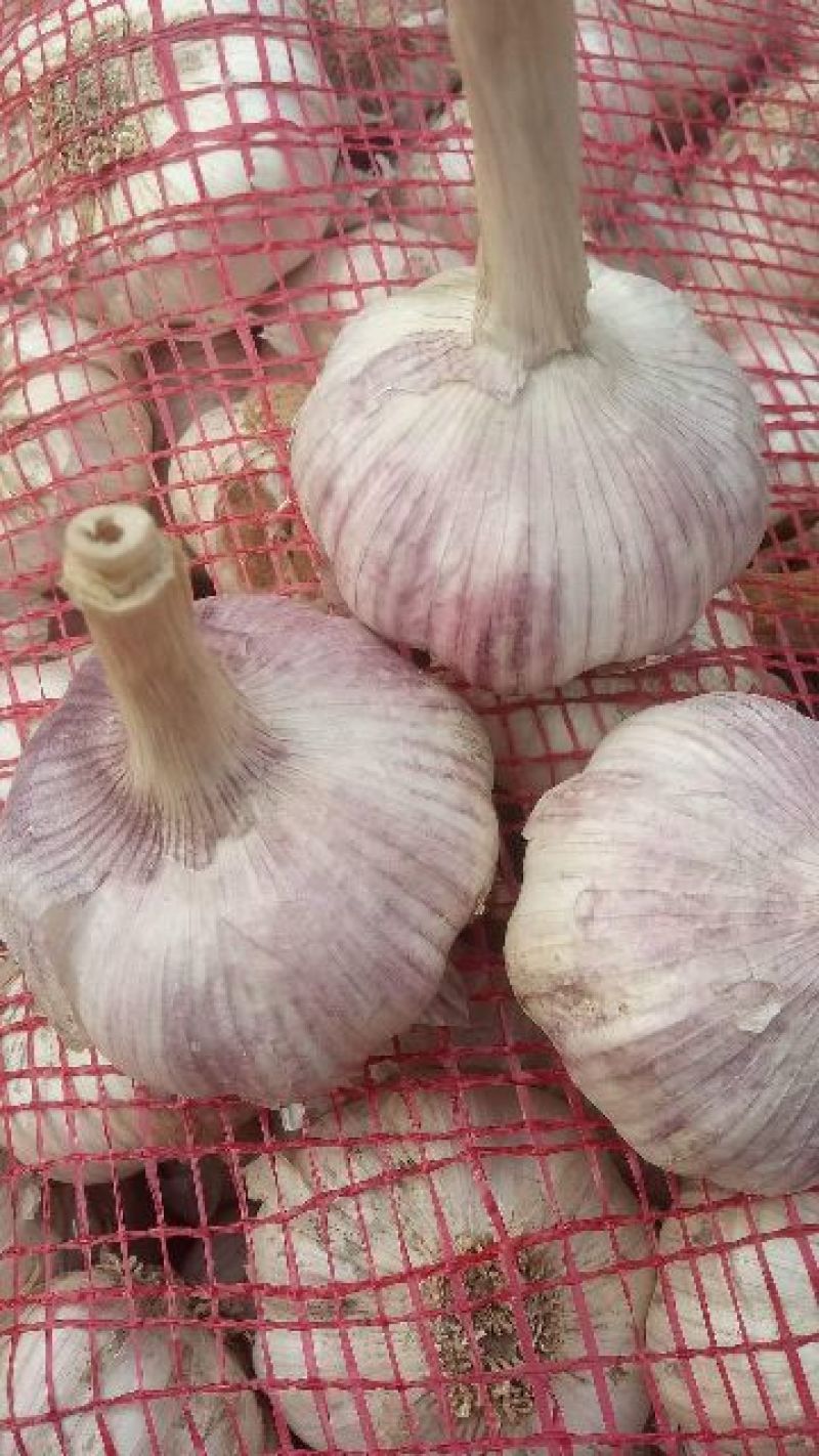 金乡巨野大蒜辣椒代办