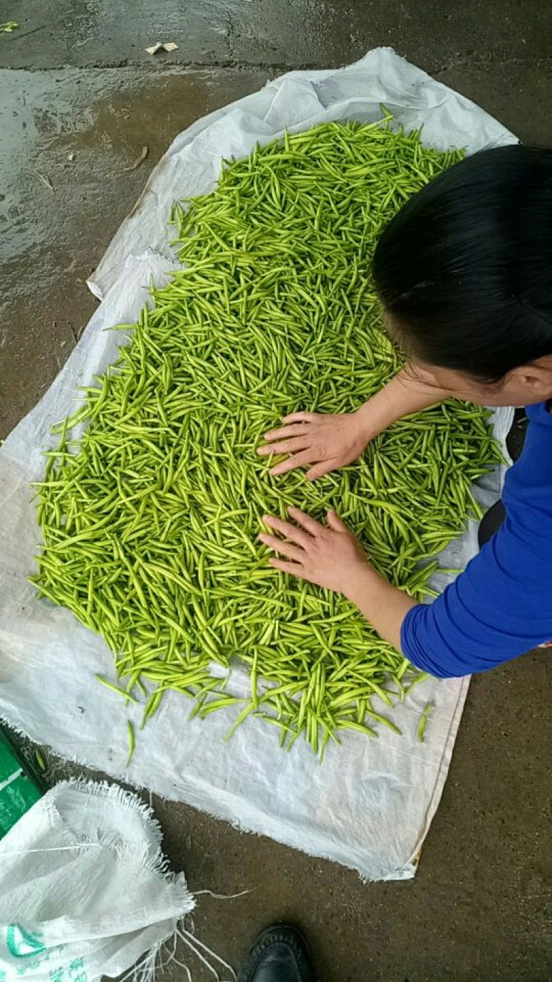 黄花菜鲜货一级