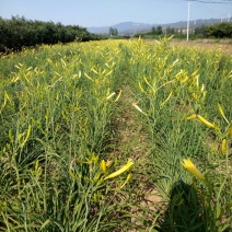 黄花菜鲜货一级