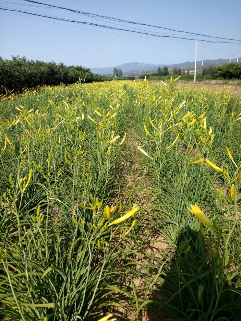 黄花菜鲜货一级