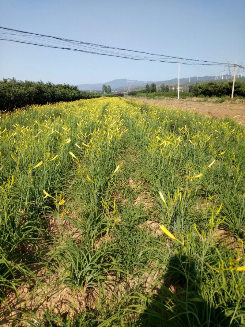黄花菜鲜货一级