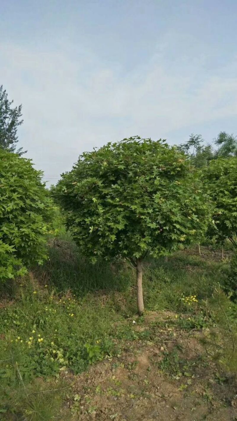 天然蜂蜜