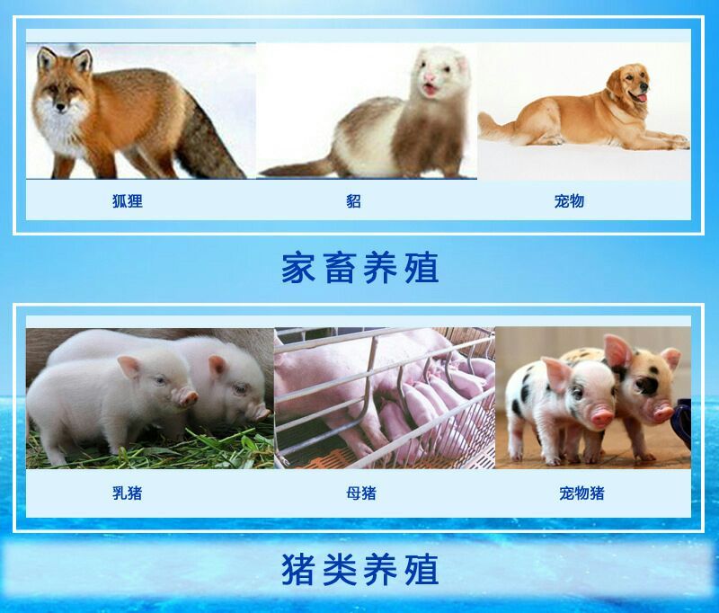 优质肉粉鸡肉粉牛肉骨粉全部厂家直供没有中间商品质保障