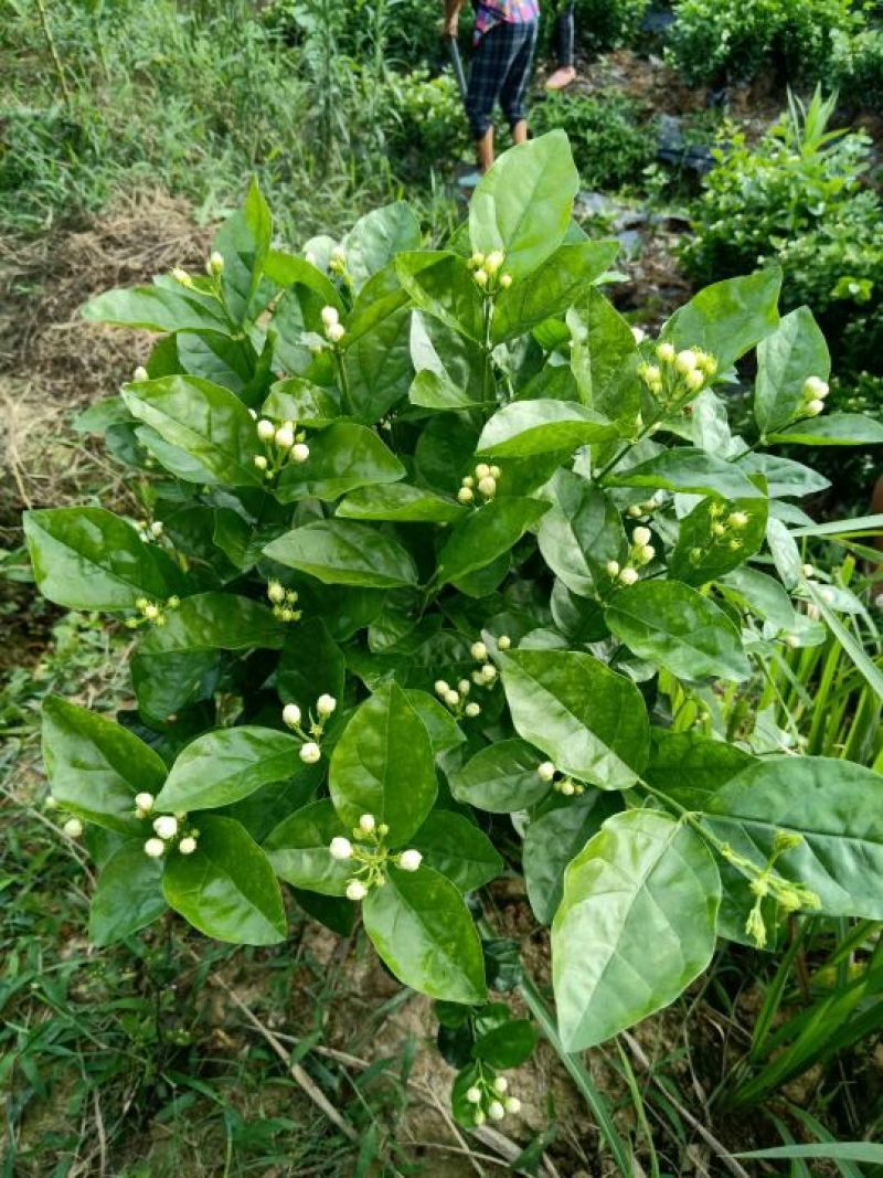 茉莉花：诚信为本。合作共赢，数量有五十万数。充足得很