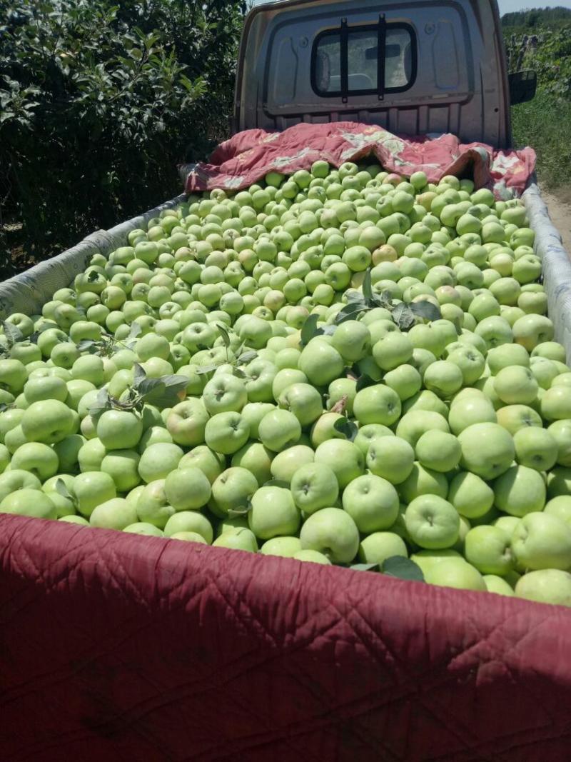 藤木一，夏红苹果，大量货源，质量有保证。