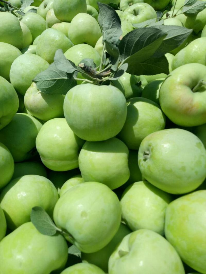 藤木一，夏红苹果，大量货源，质量有保证。
