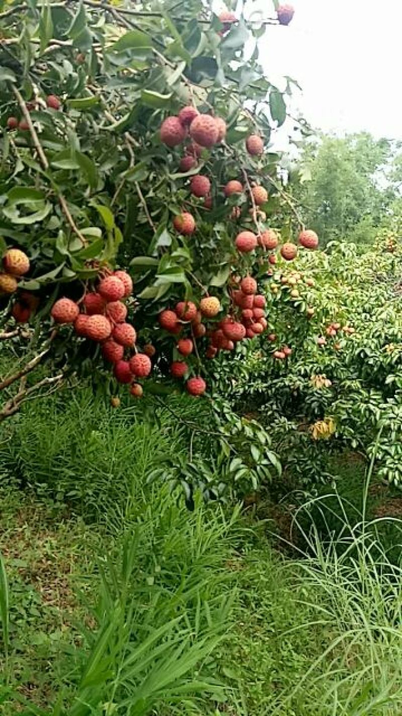 很多荔枝无人收购