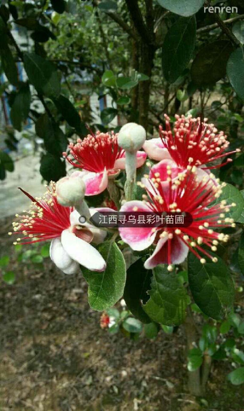 菲油果费约果菠萝番石榴斐济果3公分粗庭院树