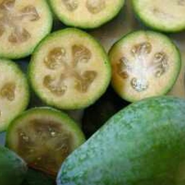 菲油果费约果菠萝番石榴斐济果3公分粗庭院树