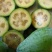 菲油果费约果菠萝番石榴斐济果3公分粗庭院树