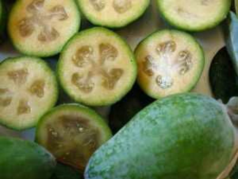 菲油果费约果菠萝番石榴斐济果3公分粗庭院树