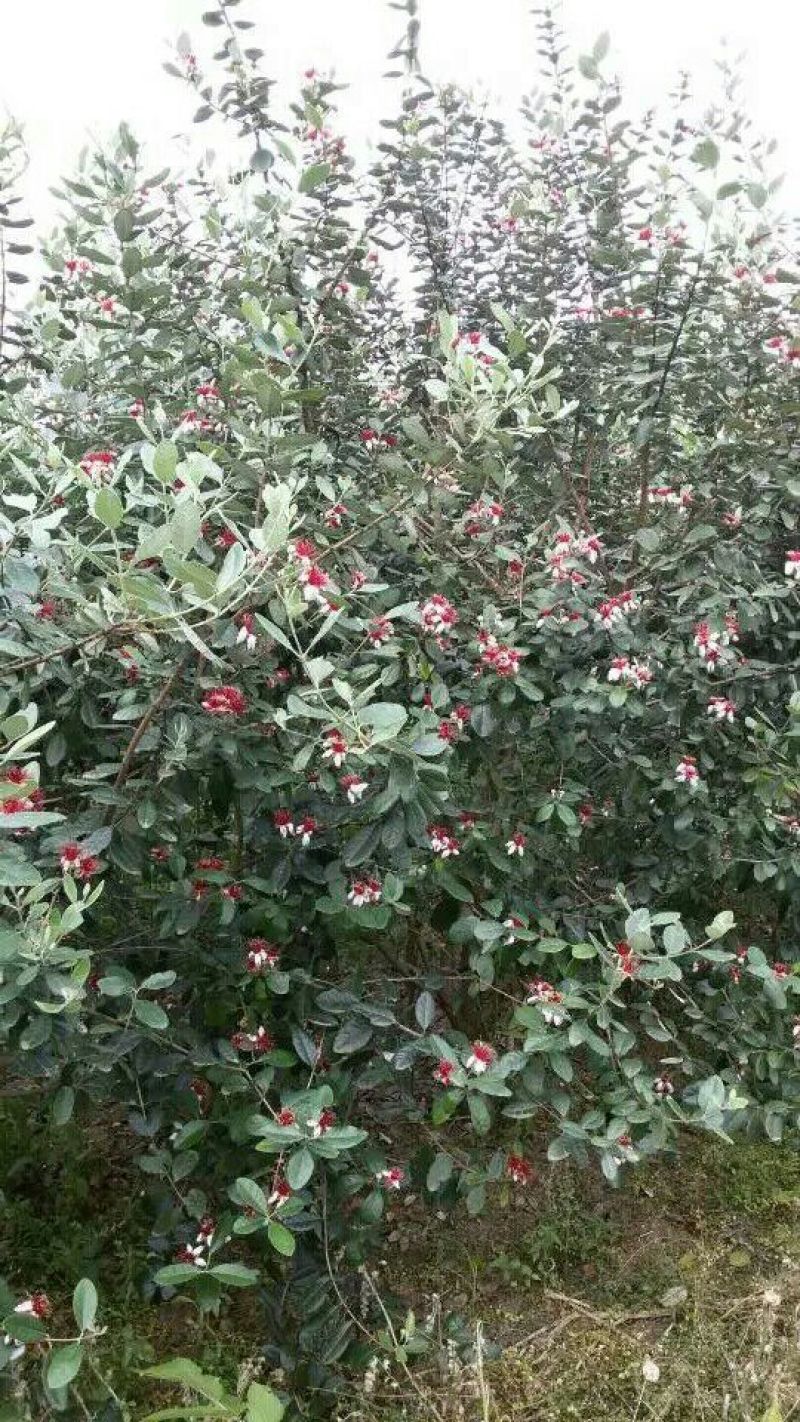 菲油果费约果菠萝番石榴斐济果3公分粗庭院树