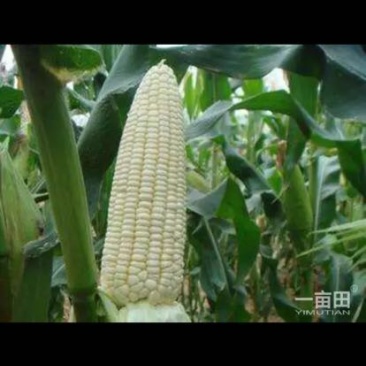黏玉米1%