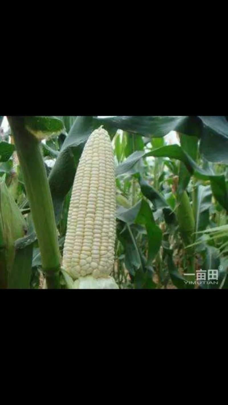 黏玉米1%