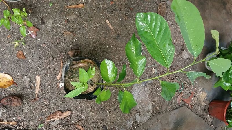 释迦苗潮汕林檎，全国发货