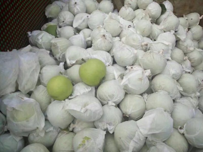 绿宝石梨大量供应随时有货