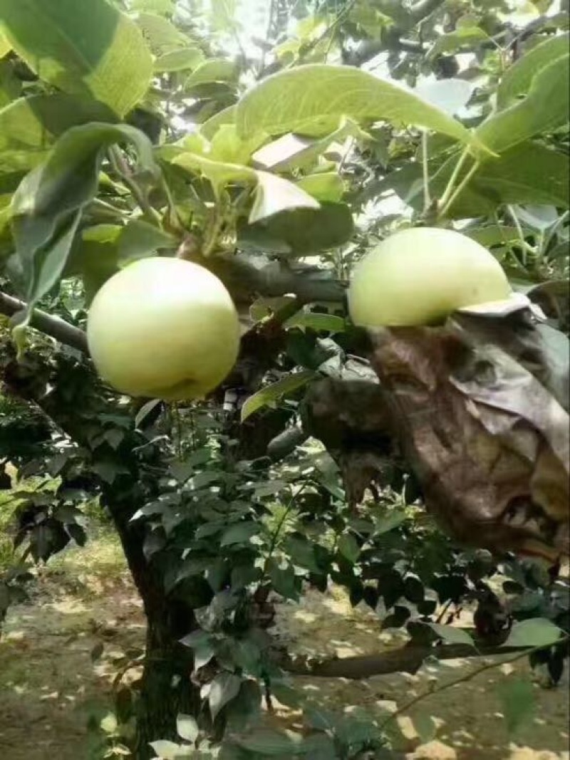 绿宝石梨大量供应随时有货