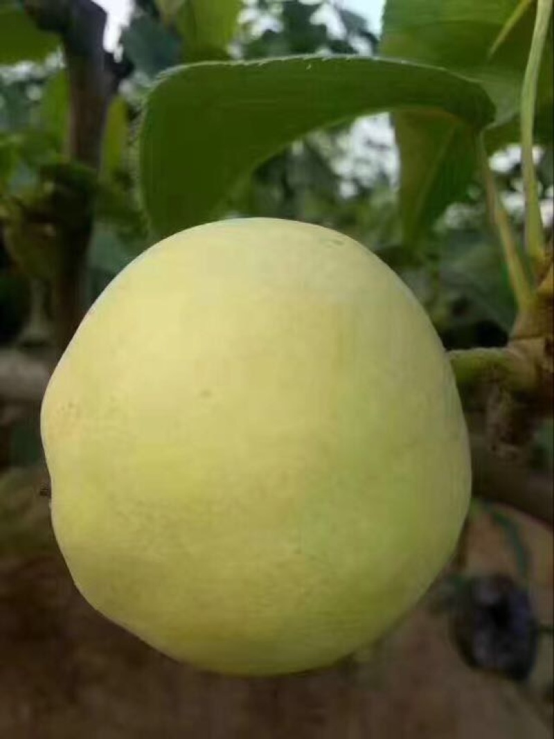 绿宝石梨大量供应随时有货