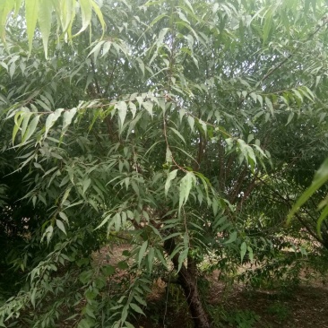 苗木种植基地直销山桃树、山碧桃、京桃、碧桃