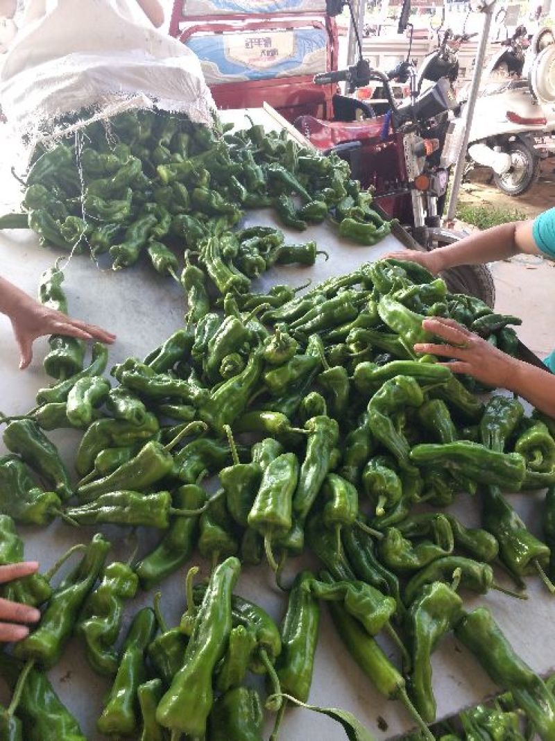 鲜辣椒，301，泡椒，线椒，龙椒，苏椒，产地直供