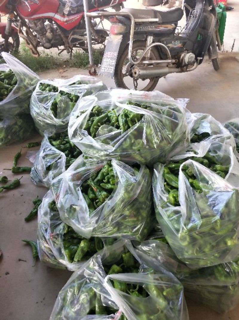 鲜辣椒，301，泡椒，线椒，龙椒，苏椒，产地直供