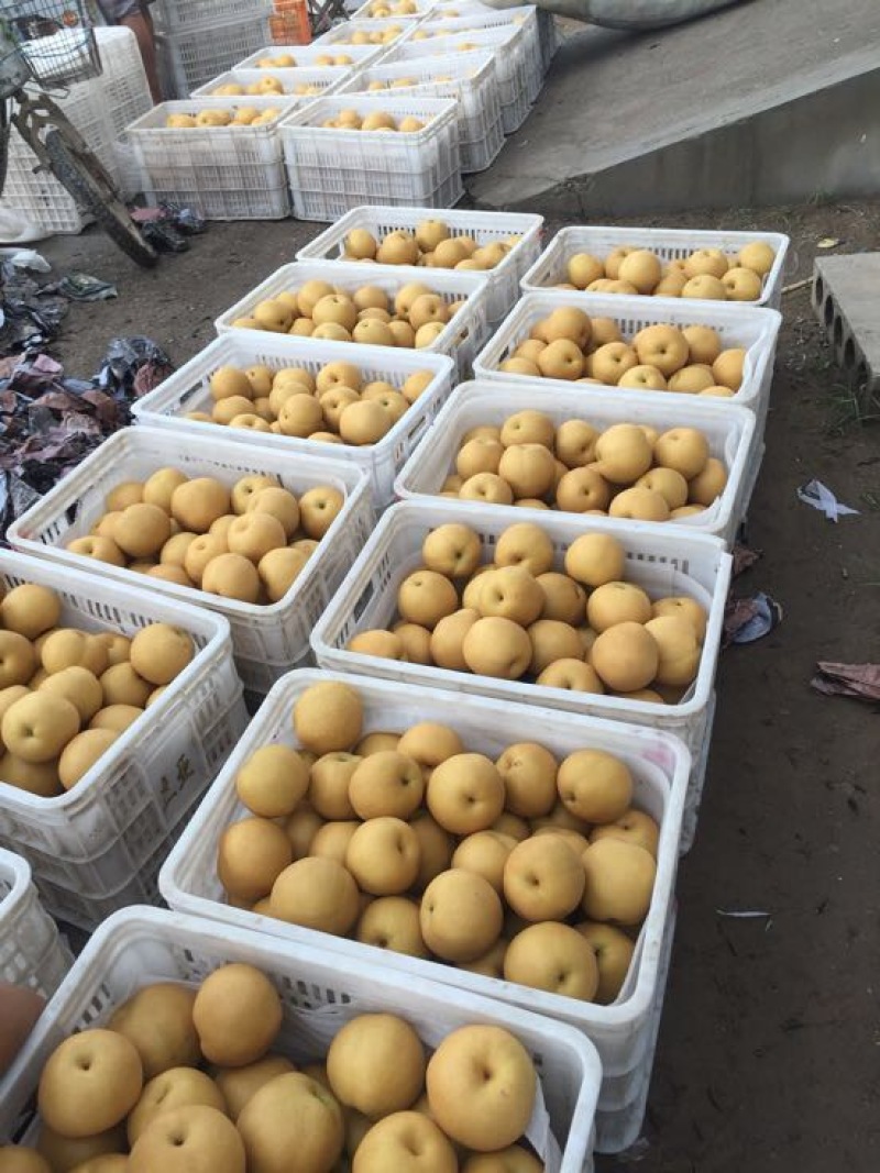 丰水梨300~350g纸袋