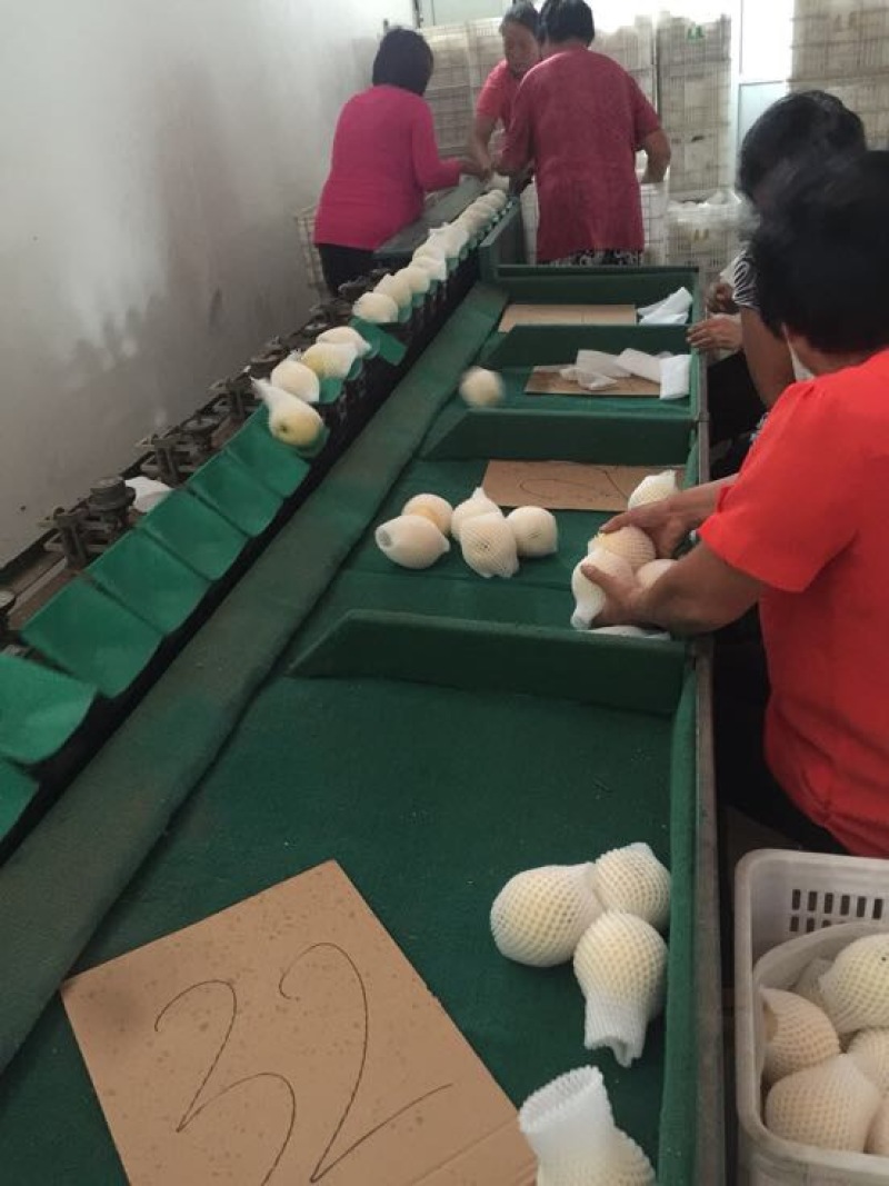 丰水梨300~350g纸袋