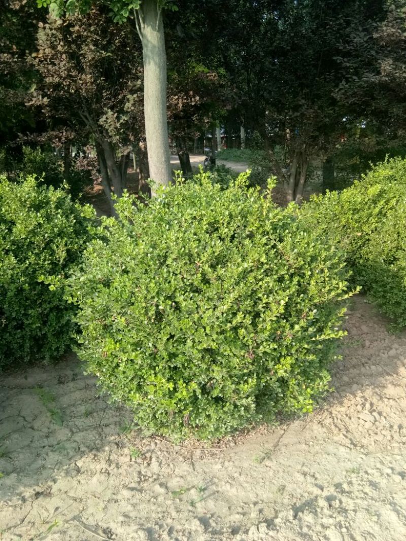 苗圃直销小叶黄杨球、豆瓣黄杨球、瓜子黄杨