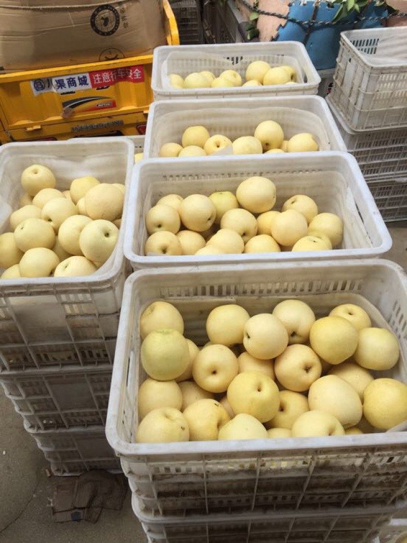 黄金梨产地供应代收代办