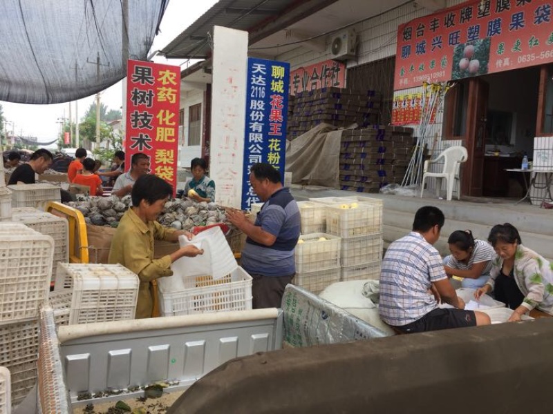 黄金梨产地供应代收代办