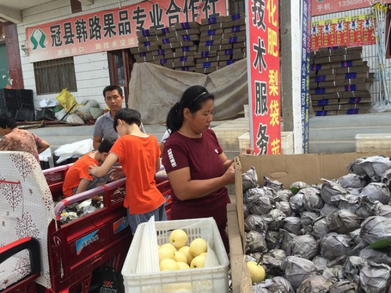 黄金梨产地供应代收代办