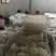黄金梨产地供应代收代办