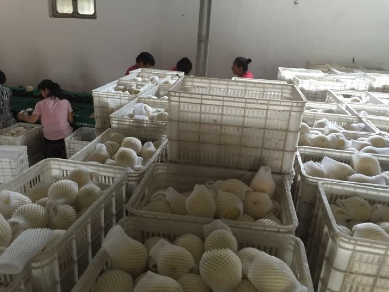 黄金梨产地供应代收代办