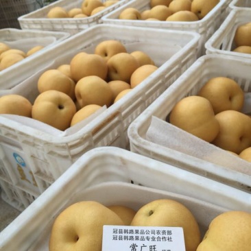 丰水梨产地供应万亩梨园代收代办