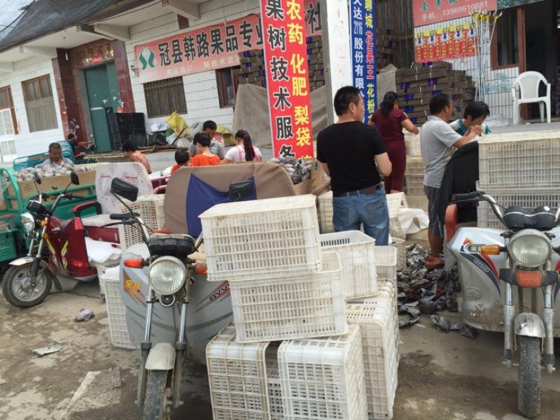 黄金梨产地供应万亩梨园代收代办