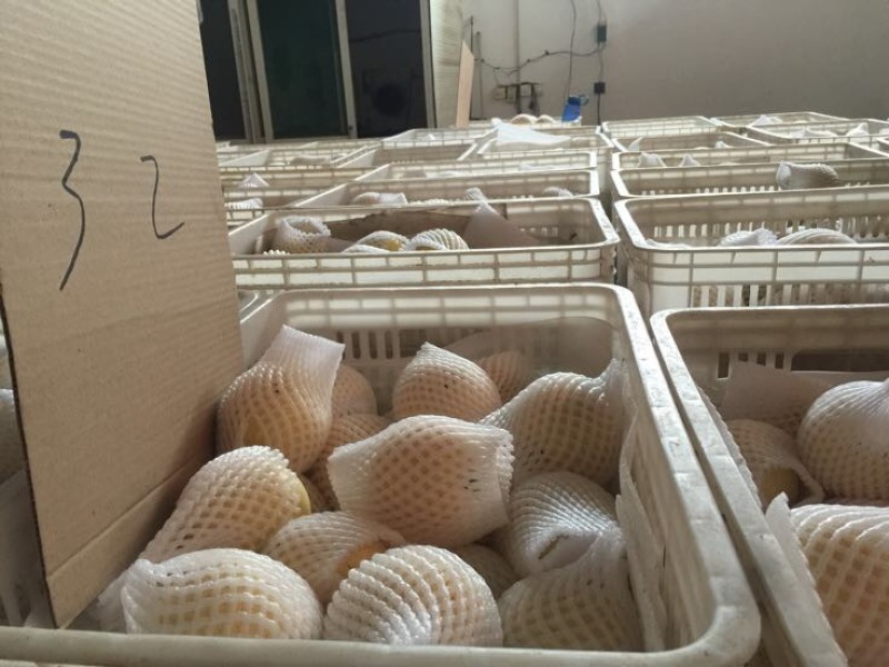 黄金梨产地供应万亩梨园代收代办